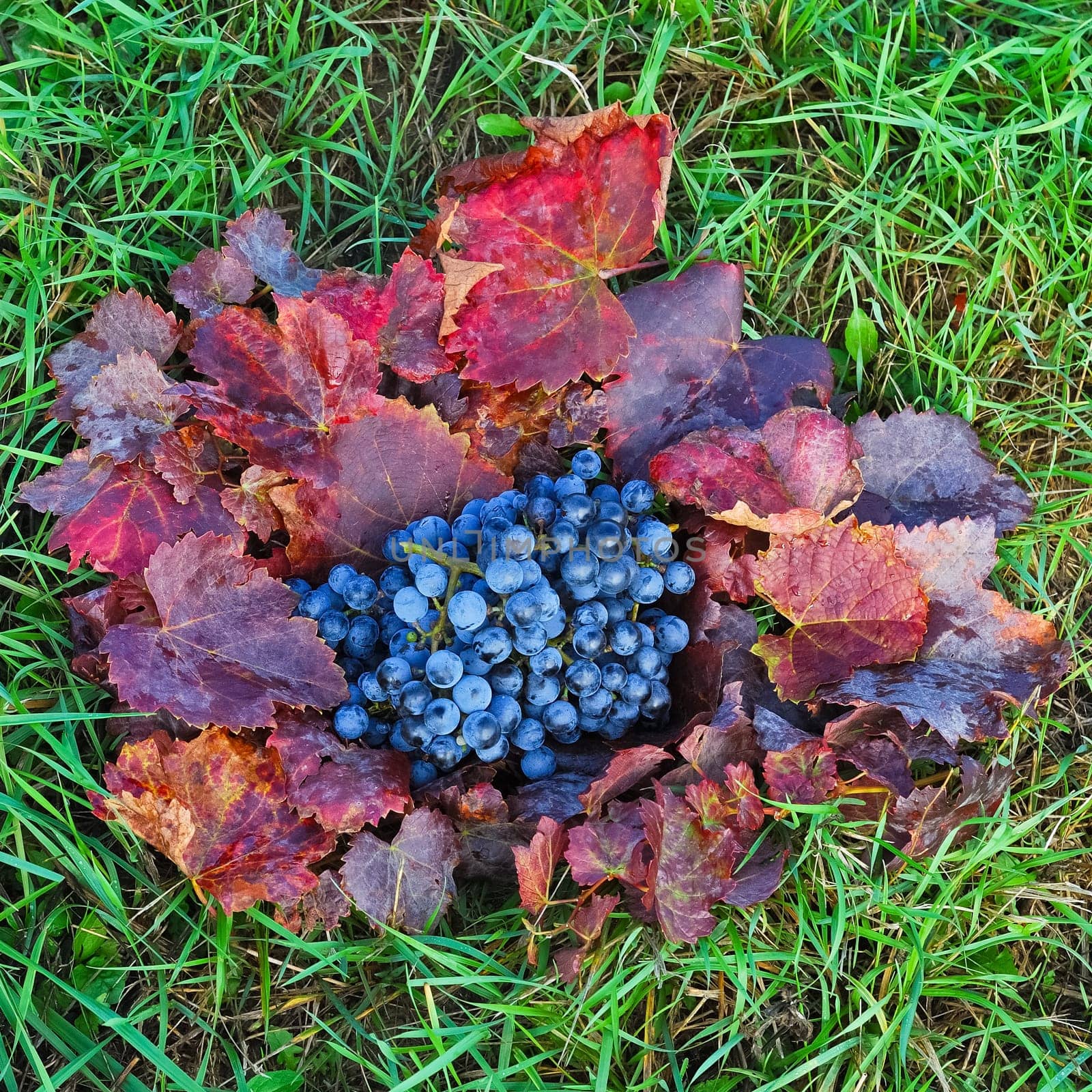 Red grapes on leaves in the meadow