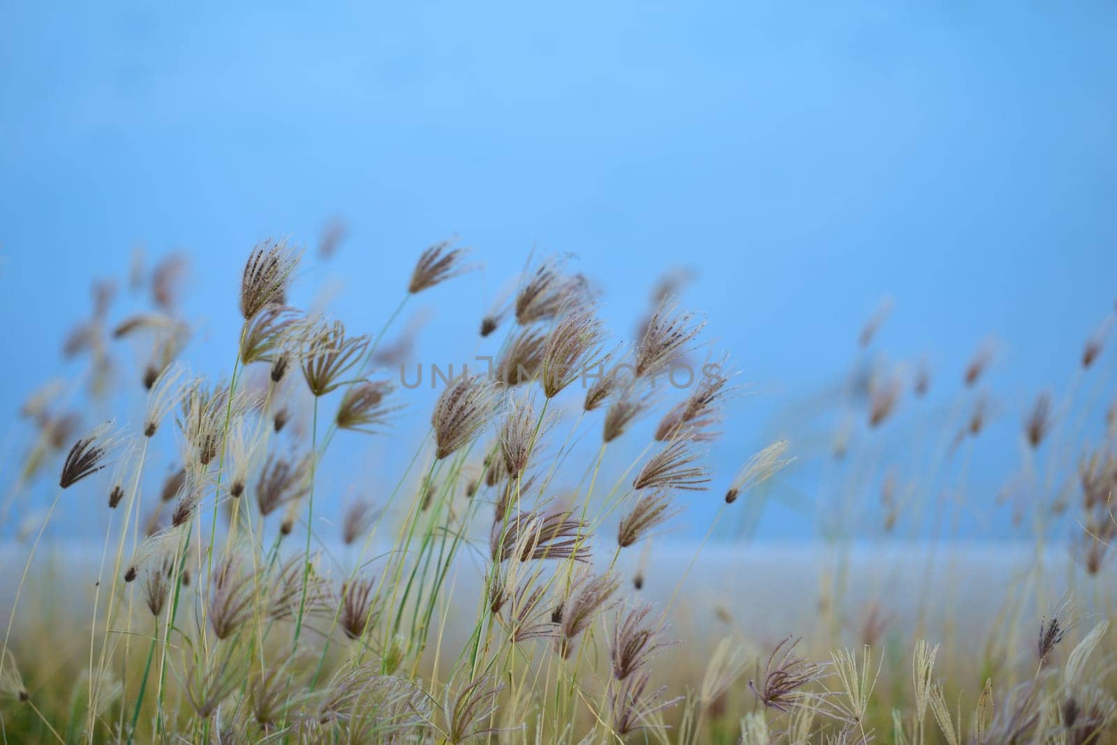 Grass Flowers
