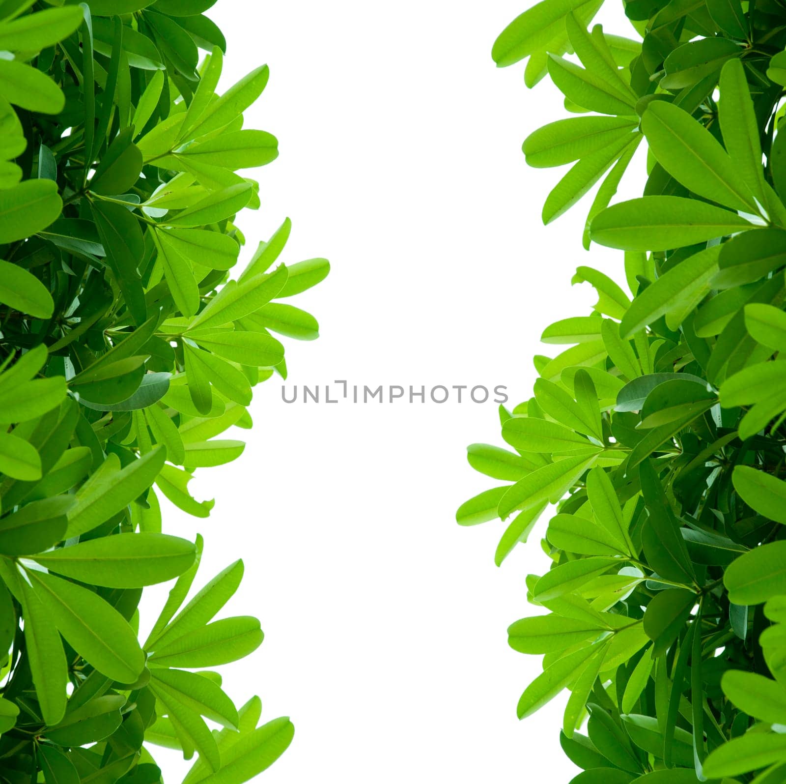 Green Leaves
