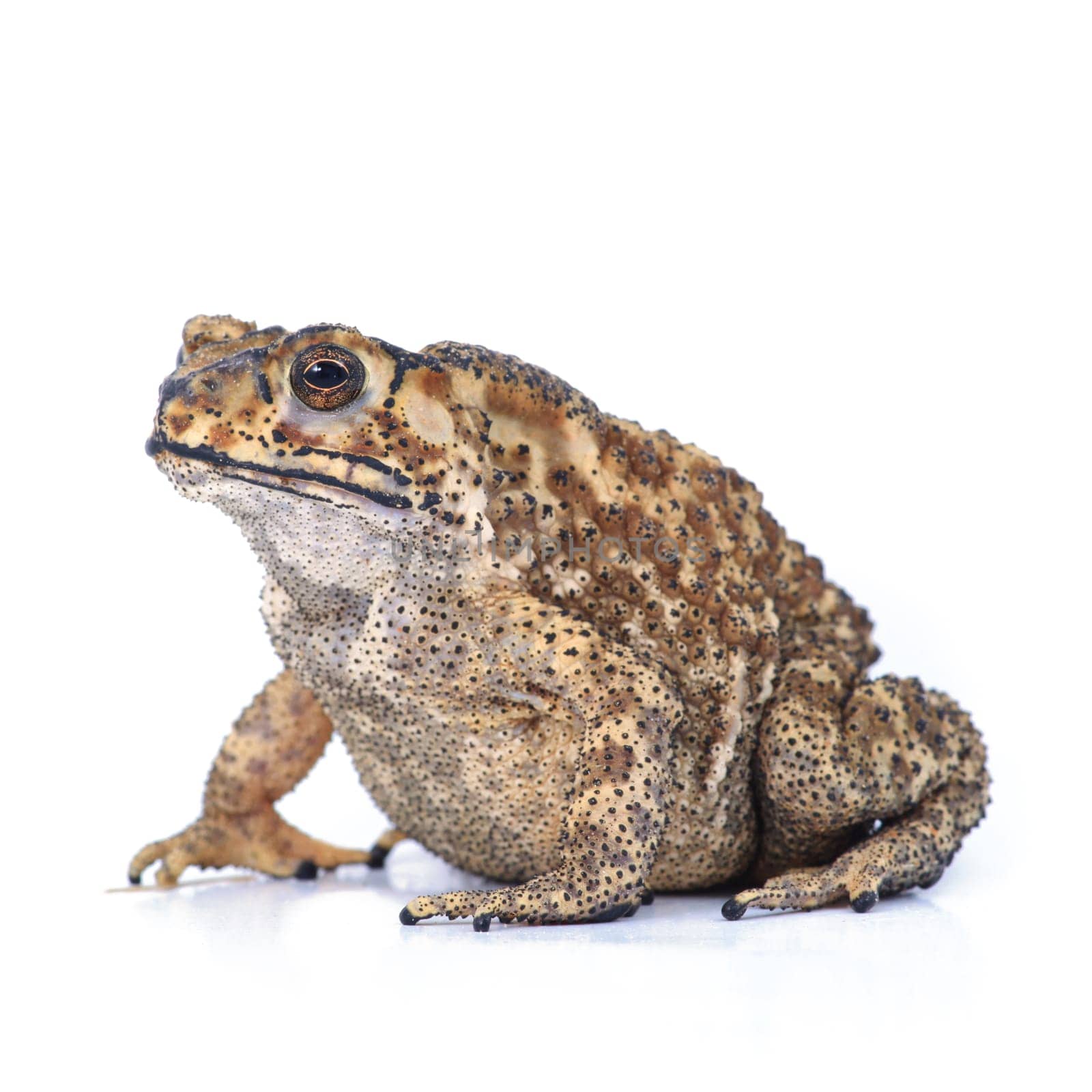 Toad