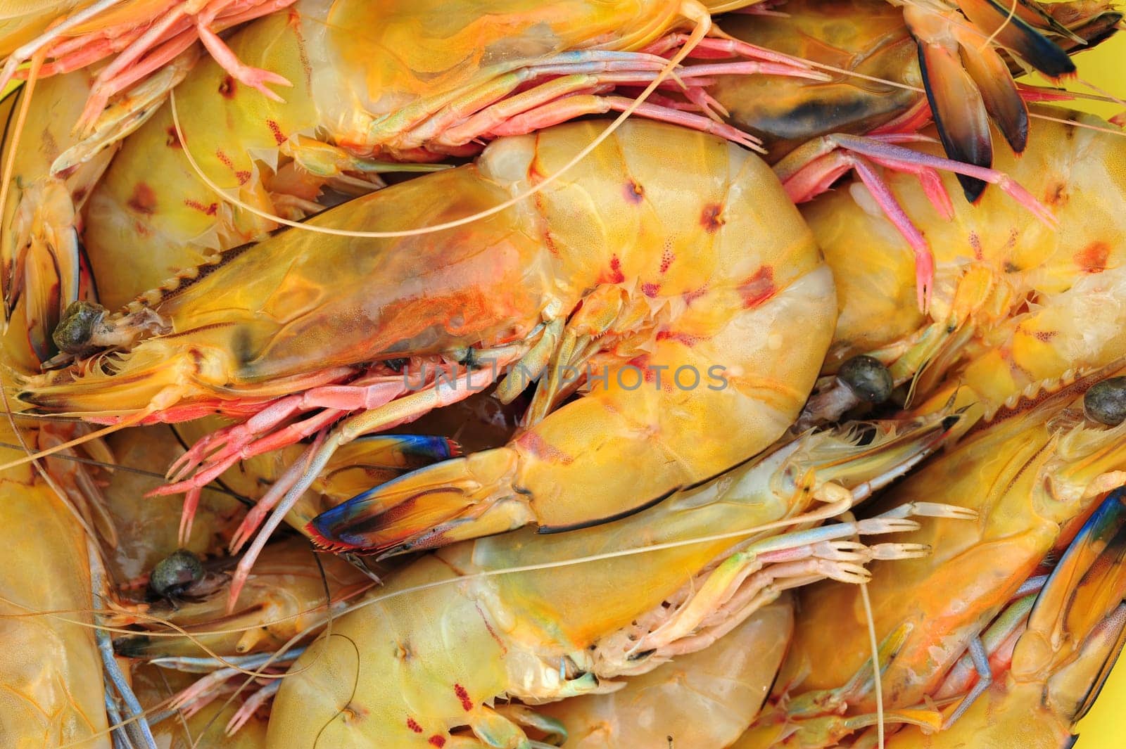 Tiger shrimp isolated on white