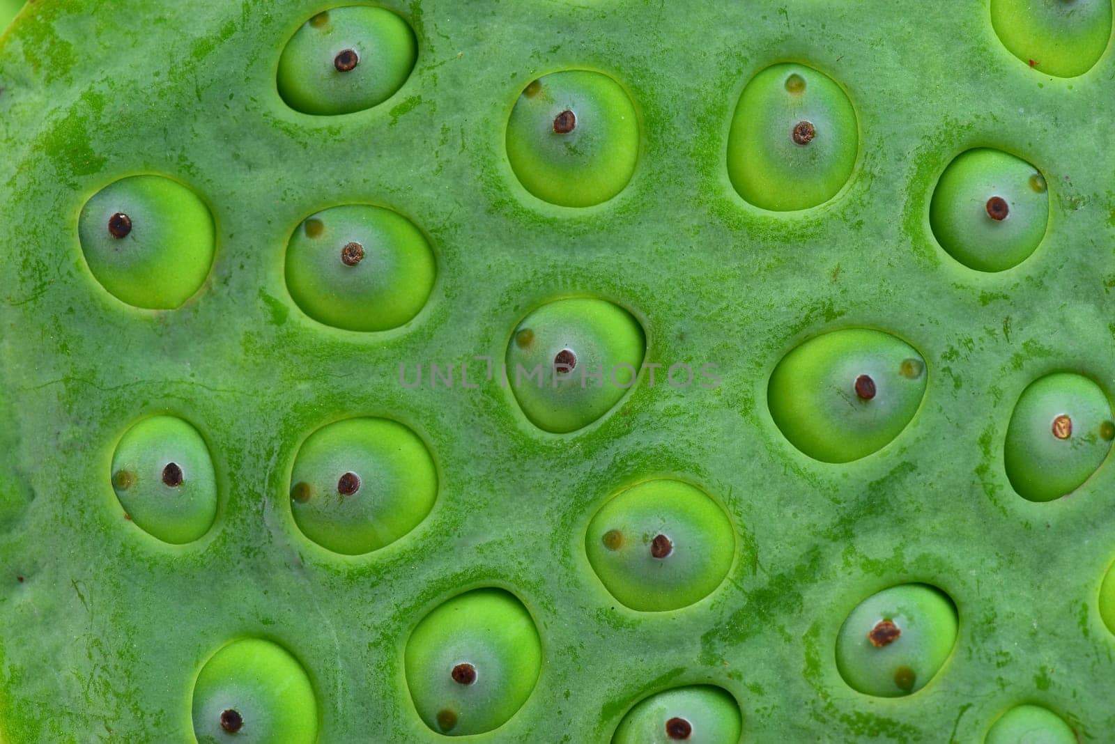 lotus seeds