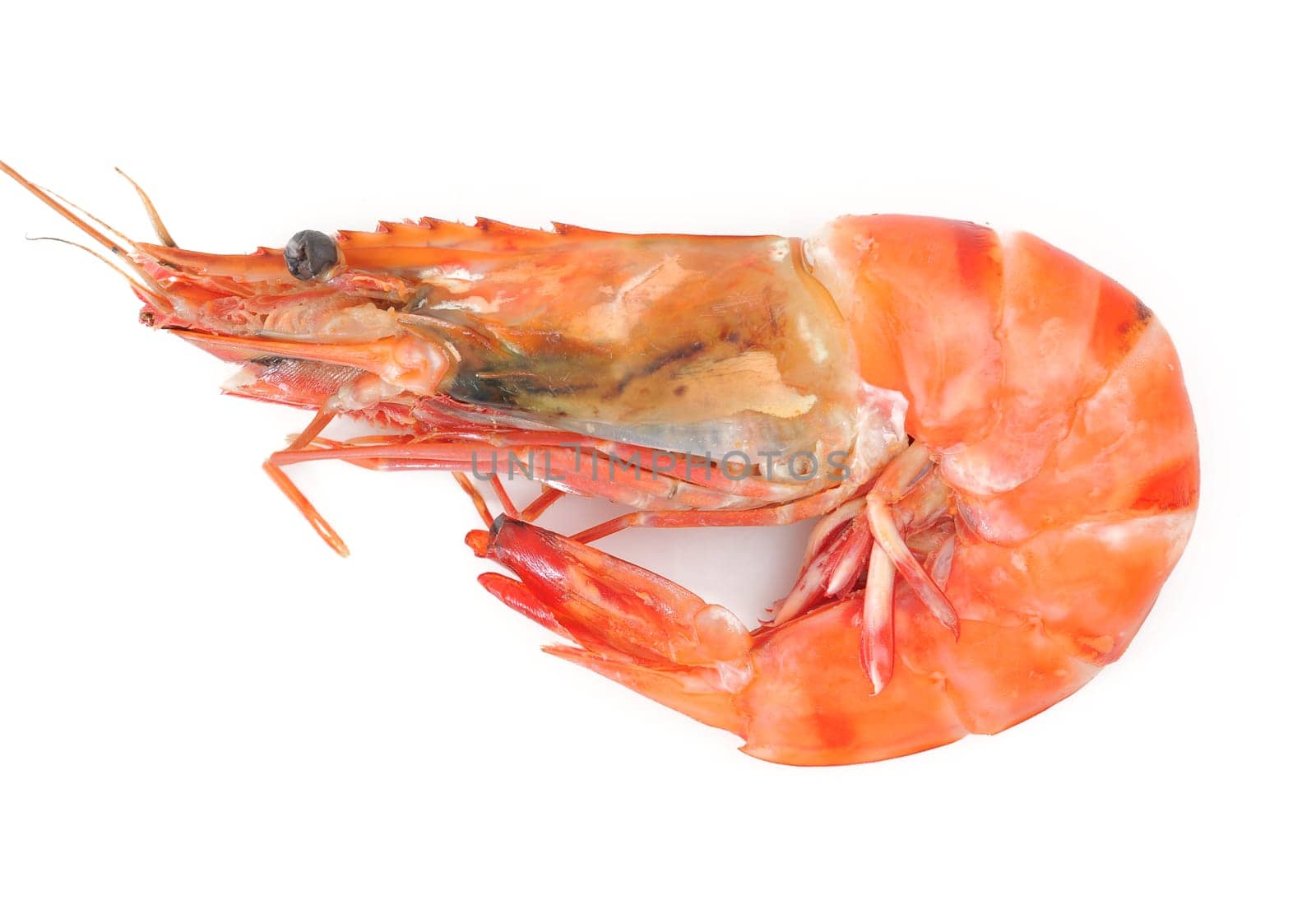 shrimp isolated on white