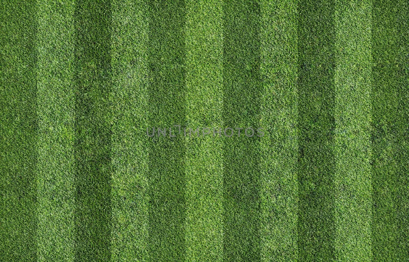 grass texture