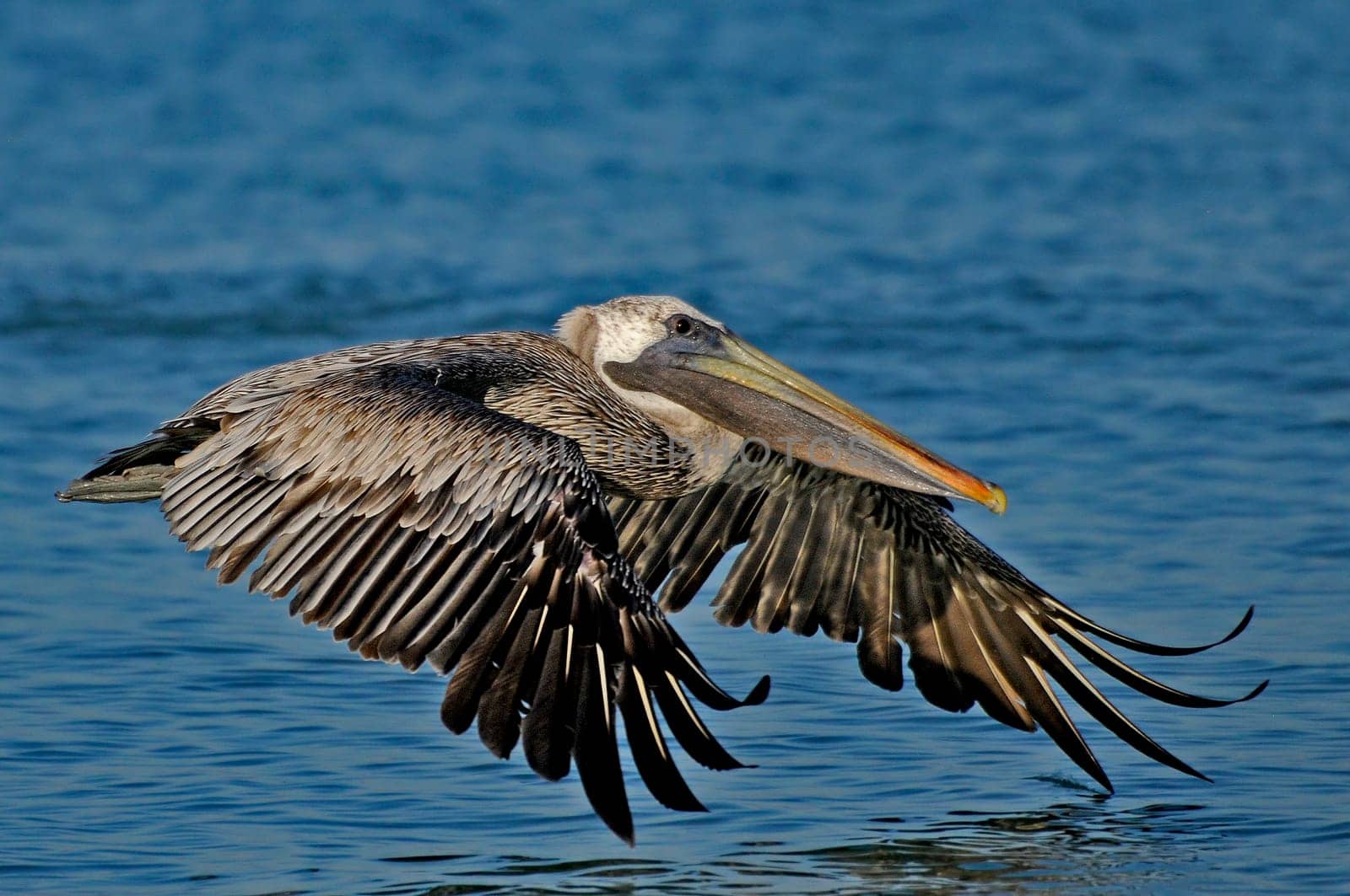 Brown pelican