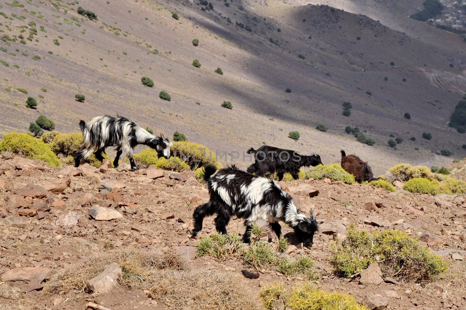 Goats graze on the hill