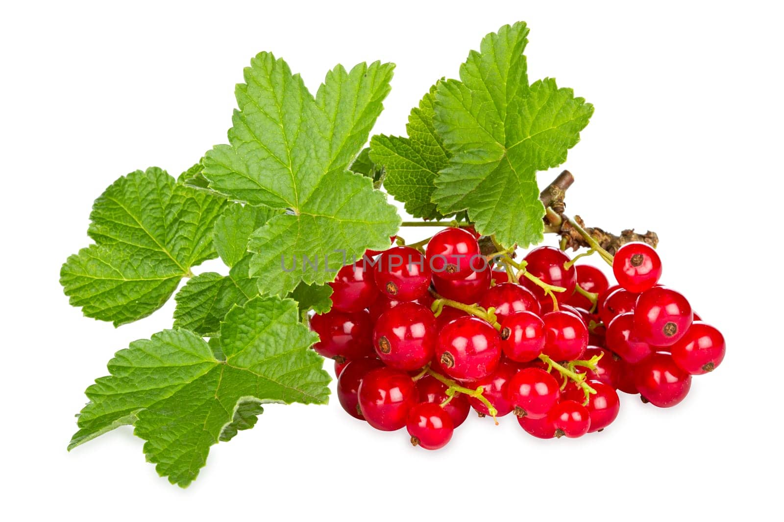 a sprig of redcurrants with leaves