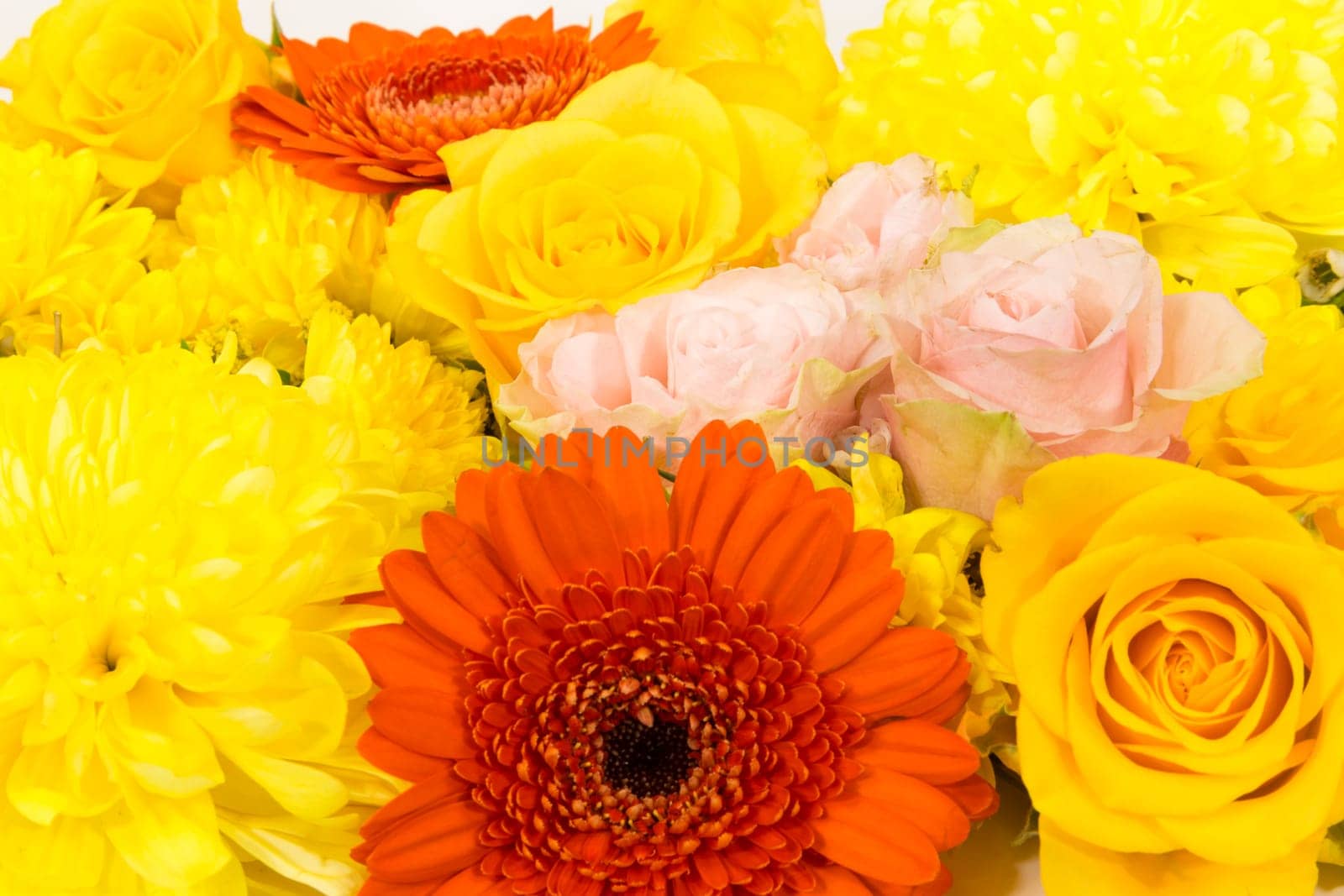 Individual flowers,roses,gerberas,chrysanthemums as a carpet of flowers