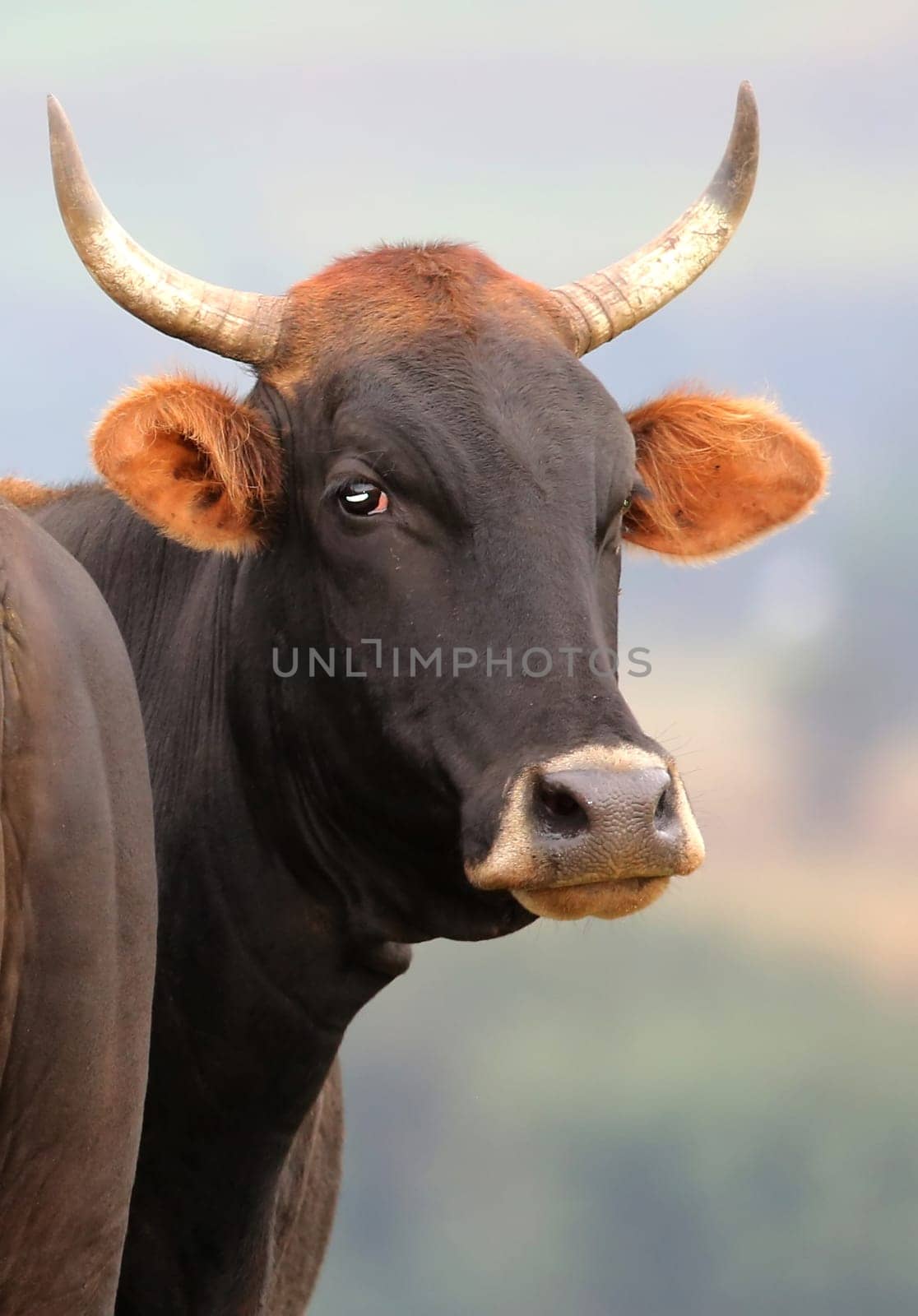 Portrait of a cow from the Brangus breed