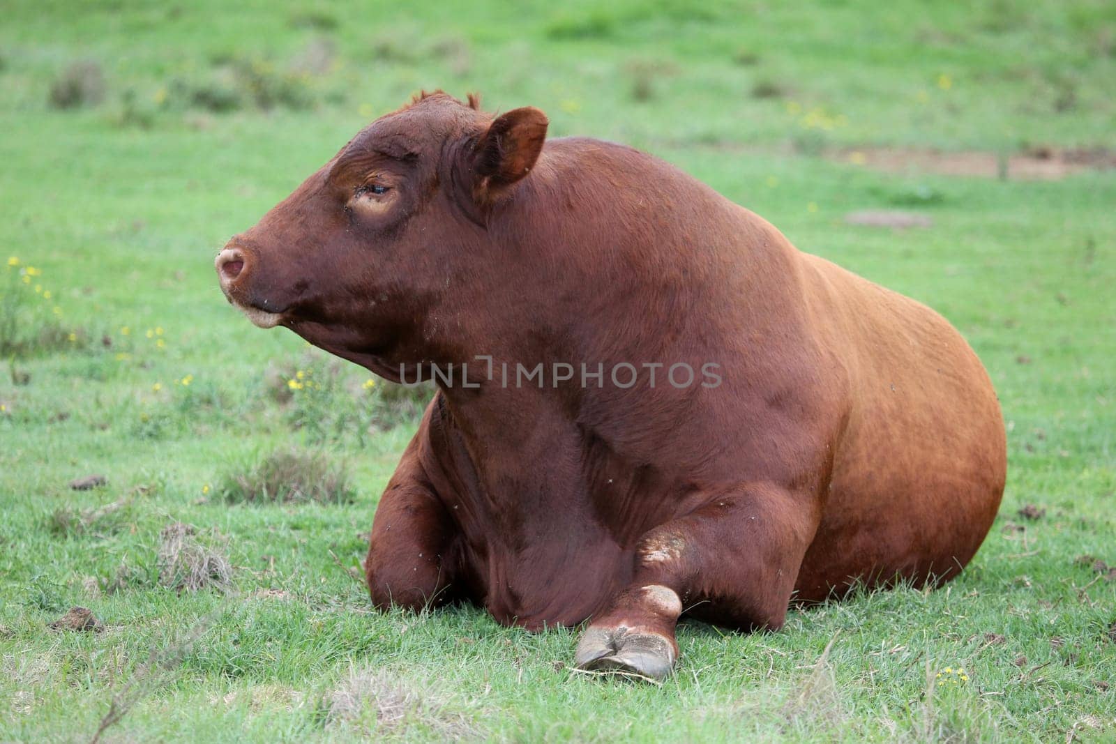 Large Brangus cattle resting on the ground and chewing the cud