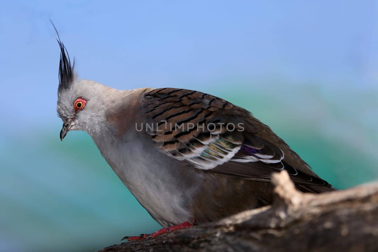 Crowned Pigeon bird from Australia perched on a branch