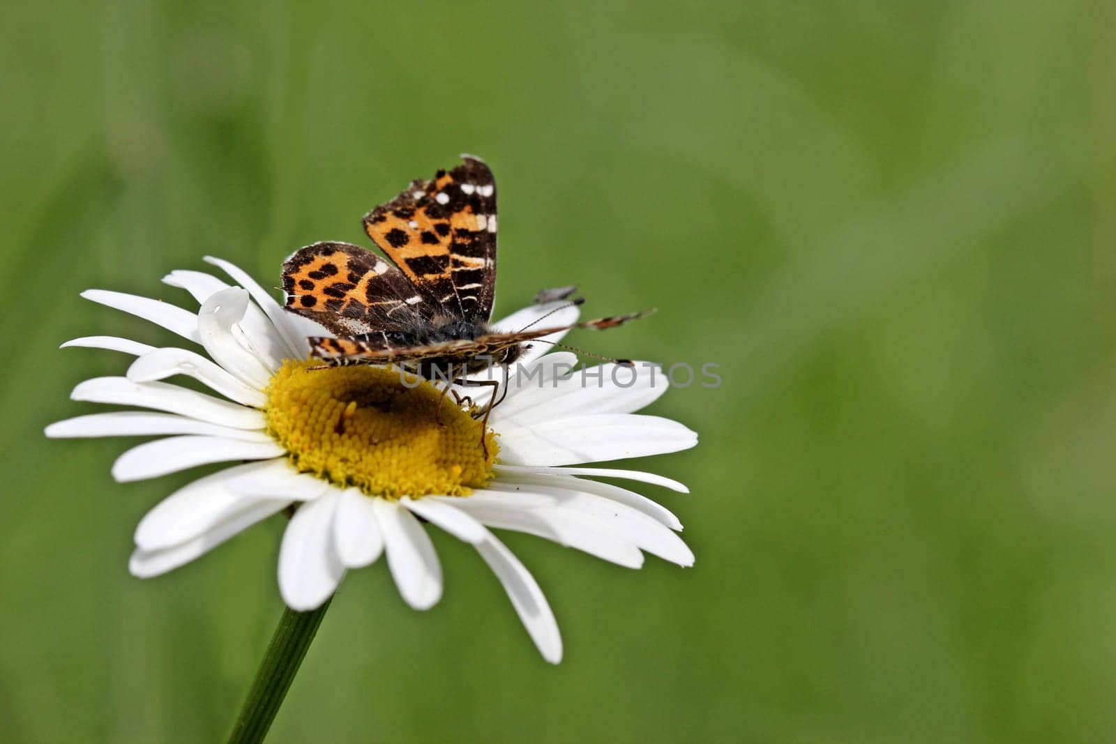 Map (Araschnia levana f. levana),spring generation
