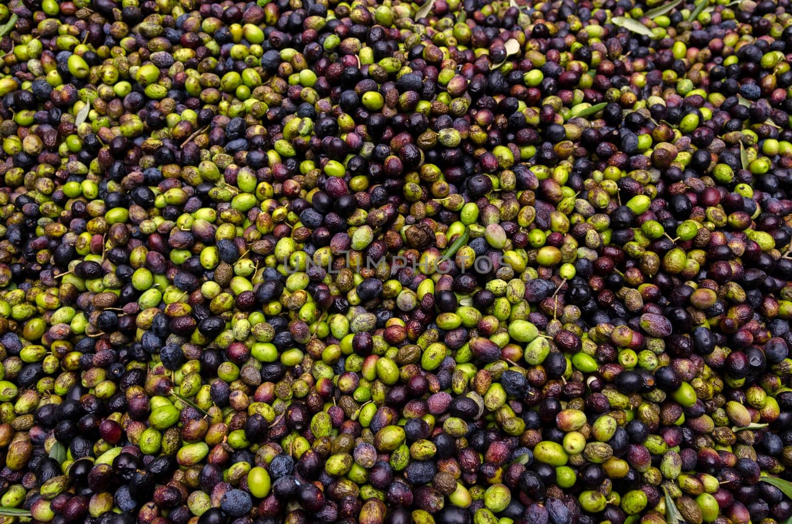 green and black olives in a mill ready to be squeezed