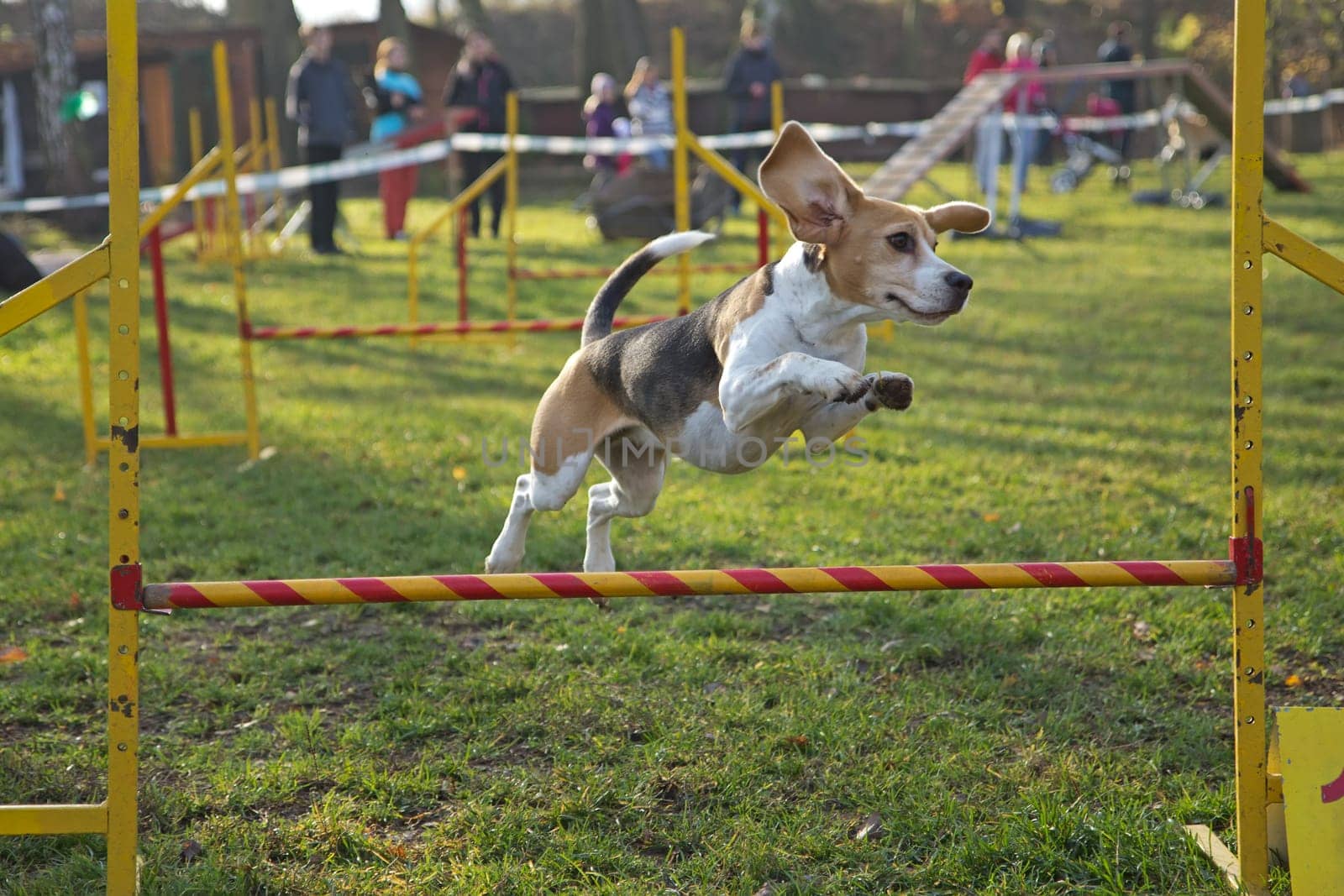 Beagle bitch is jumping an obstacle outdoors.