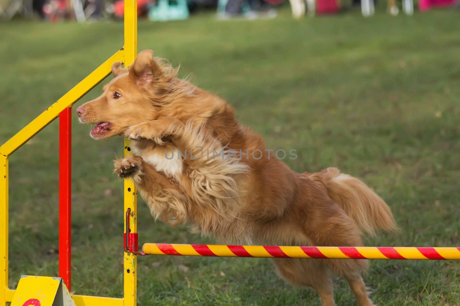 Brown dog is jumping an aobstacle outdoors.