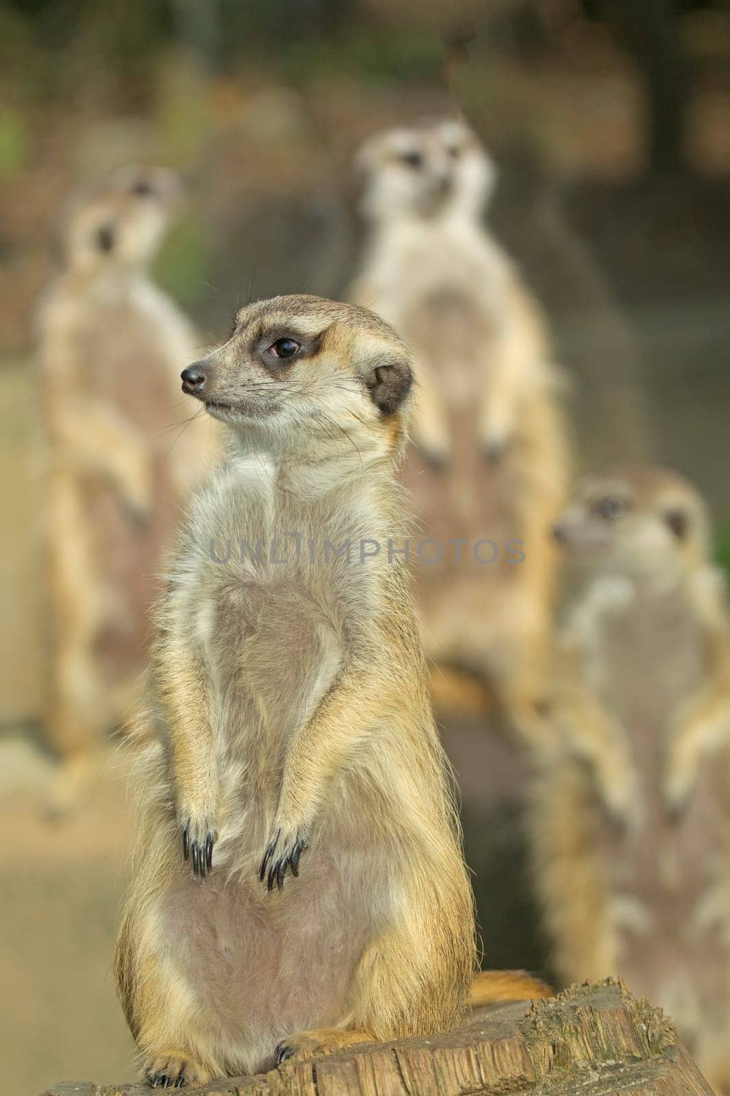 Group of suricatta standing. Focused on the front standing animal.