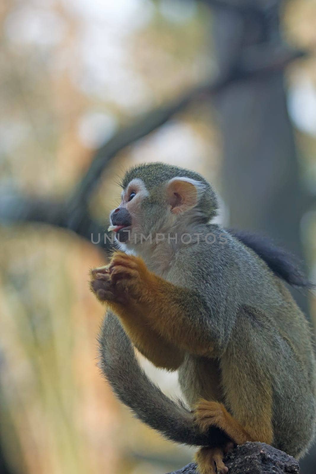 Common squirrel monkey is sitting on the brunch of tree. Side view.