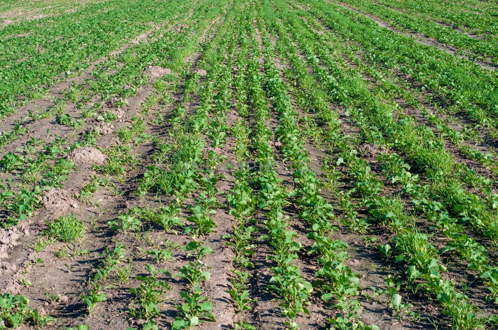 An image of rapeseed plant