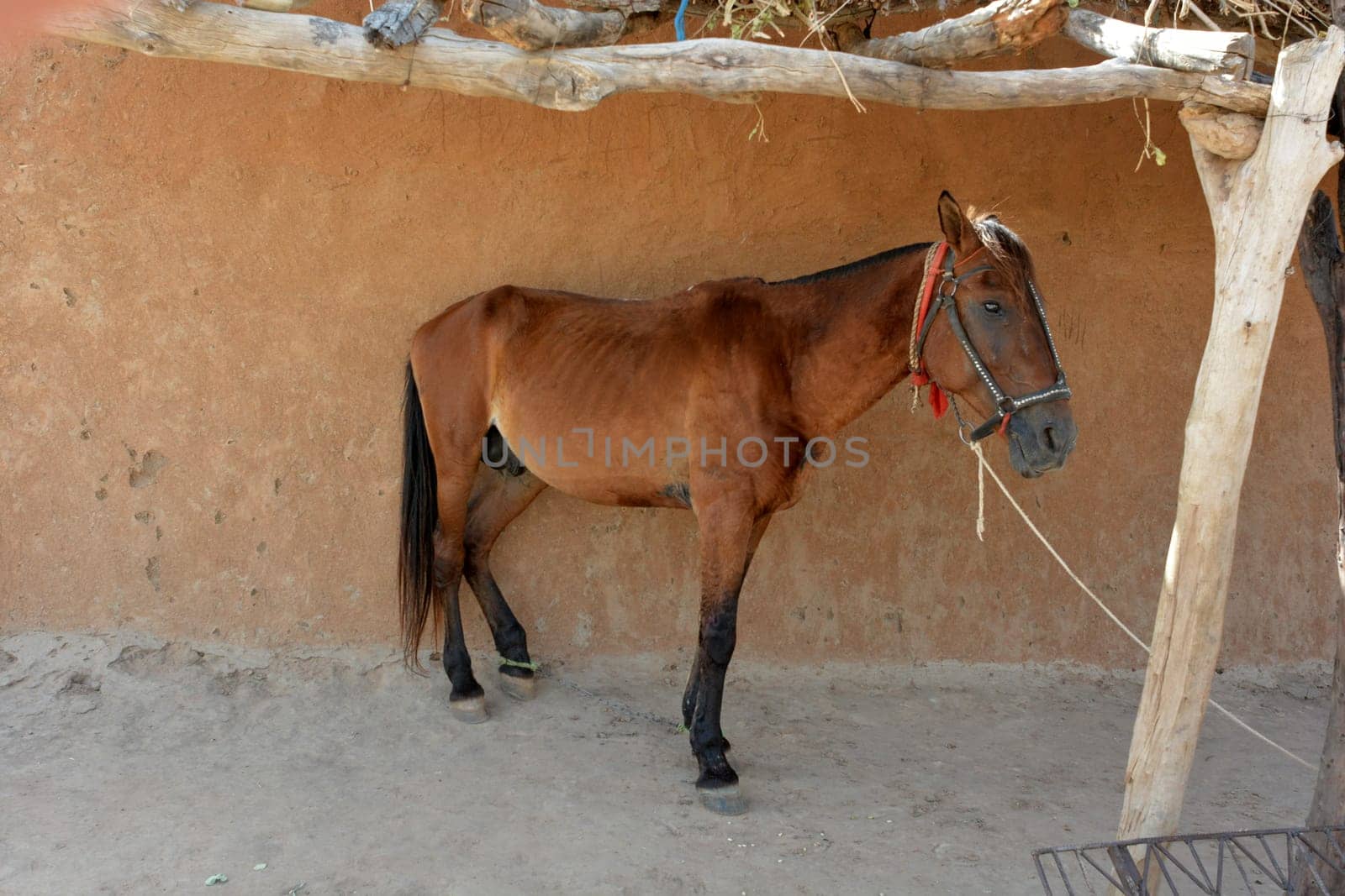 horse in a stable in Africa
