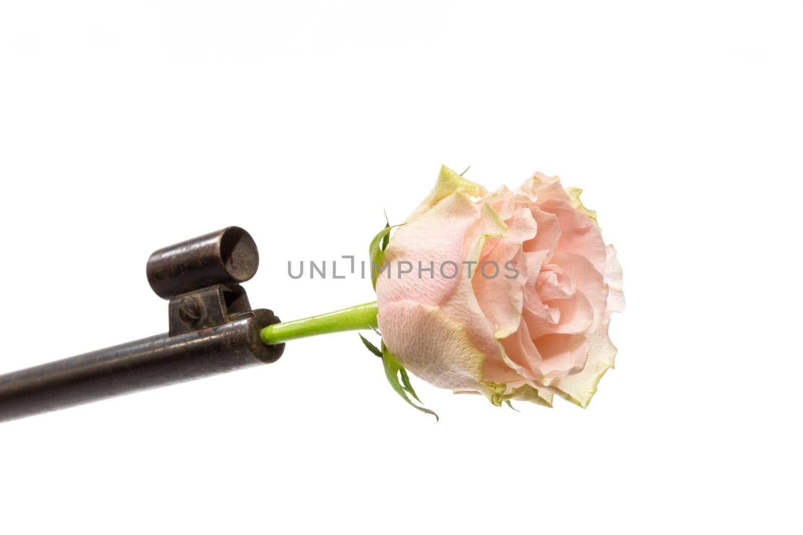 A rose stuck in a gun barrel