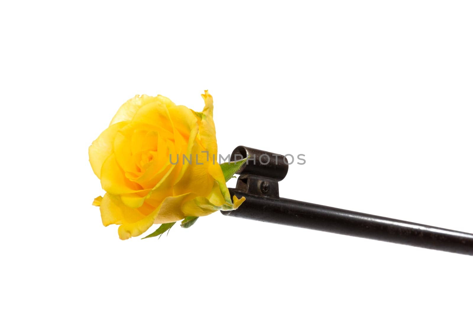 A rose stuck in a gun barrel