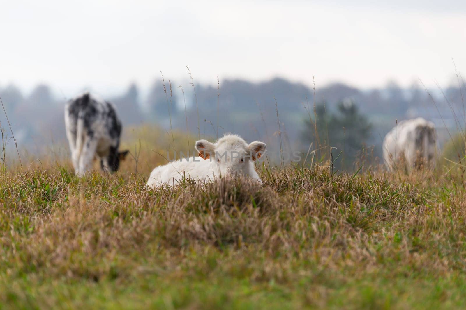 A cow lying in a pasture
