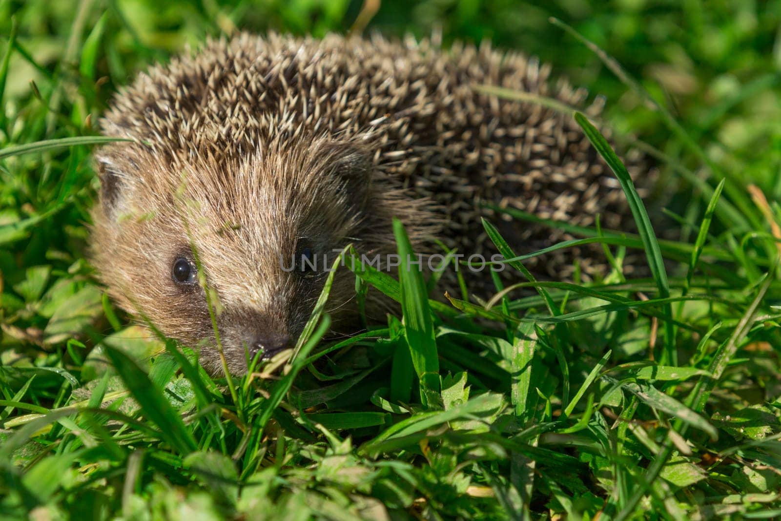 A hedgehog walks through a meadow