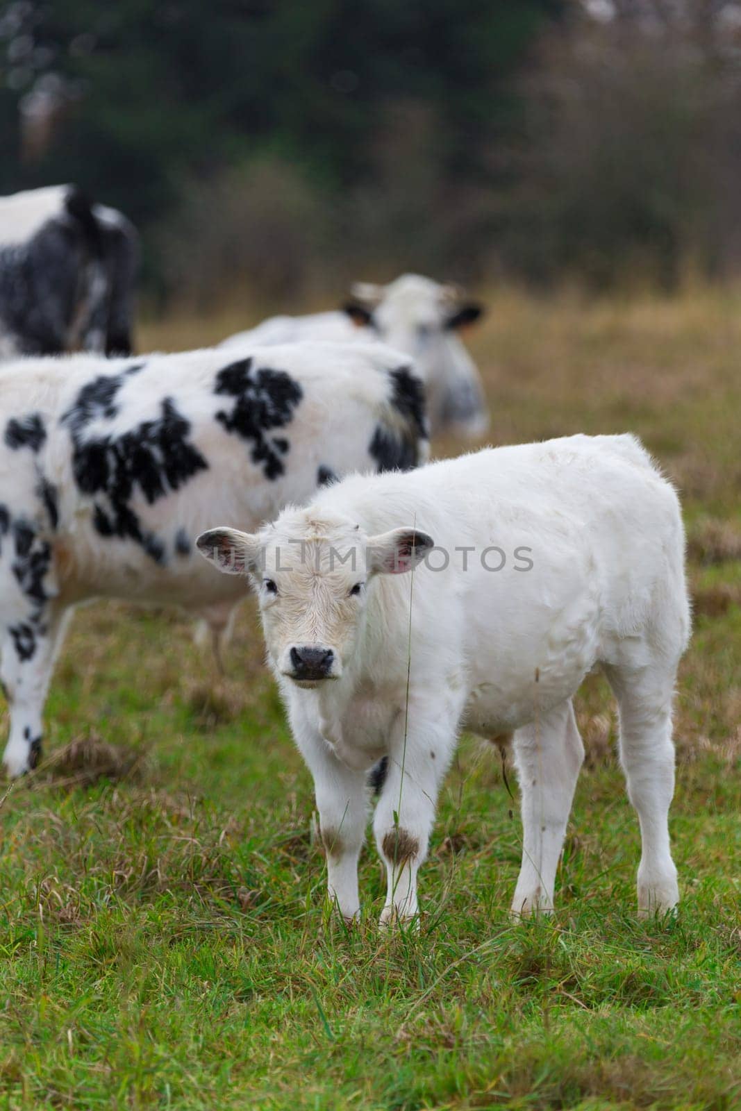 A calf in a herd in a pasture