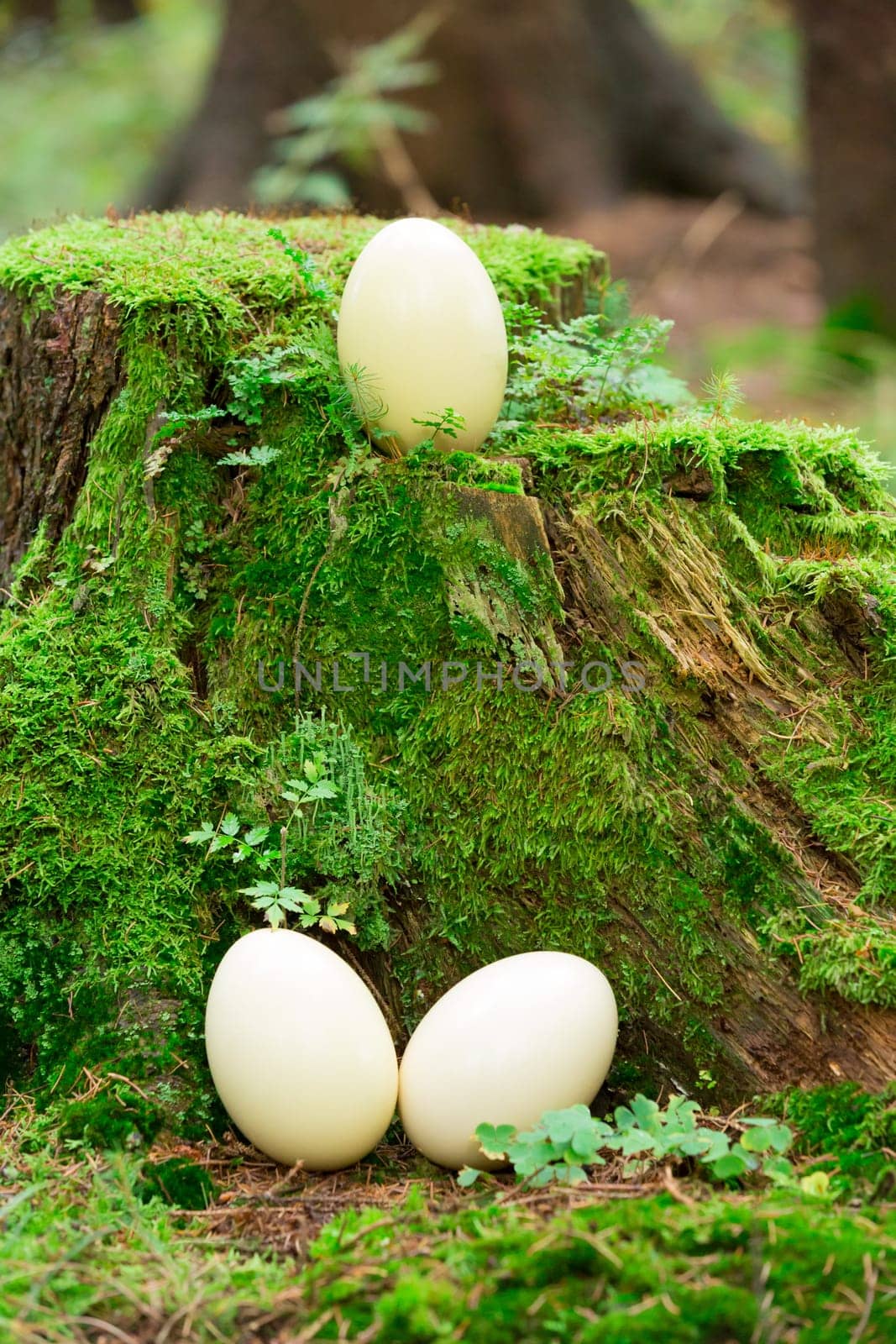 Three Nandu eggs on and on a tree trunk