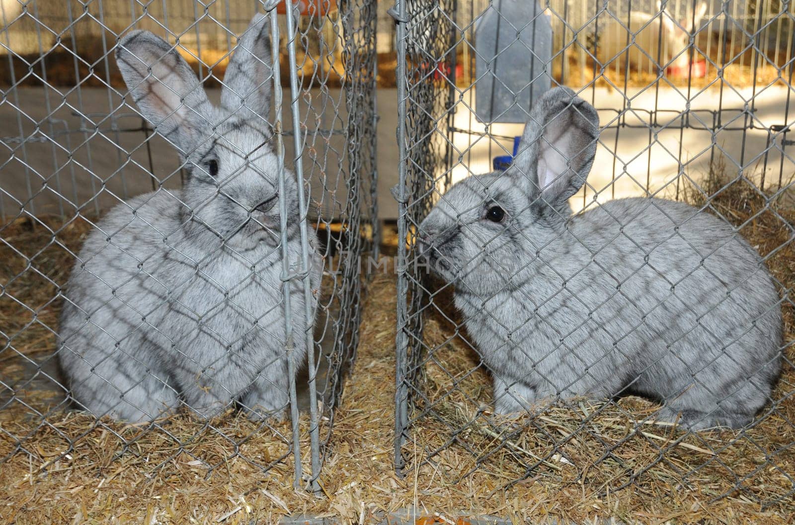 Rabbit Exhibition