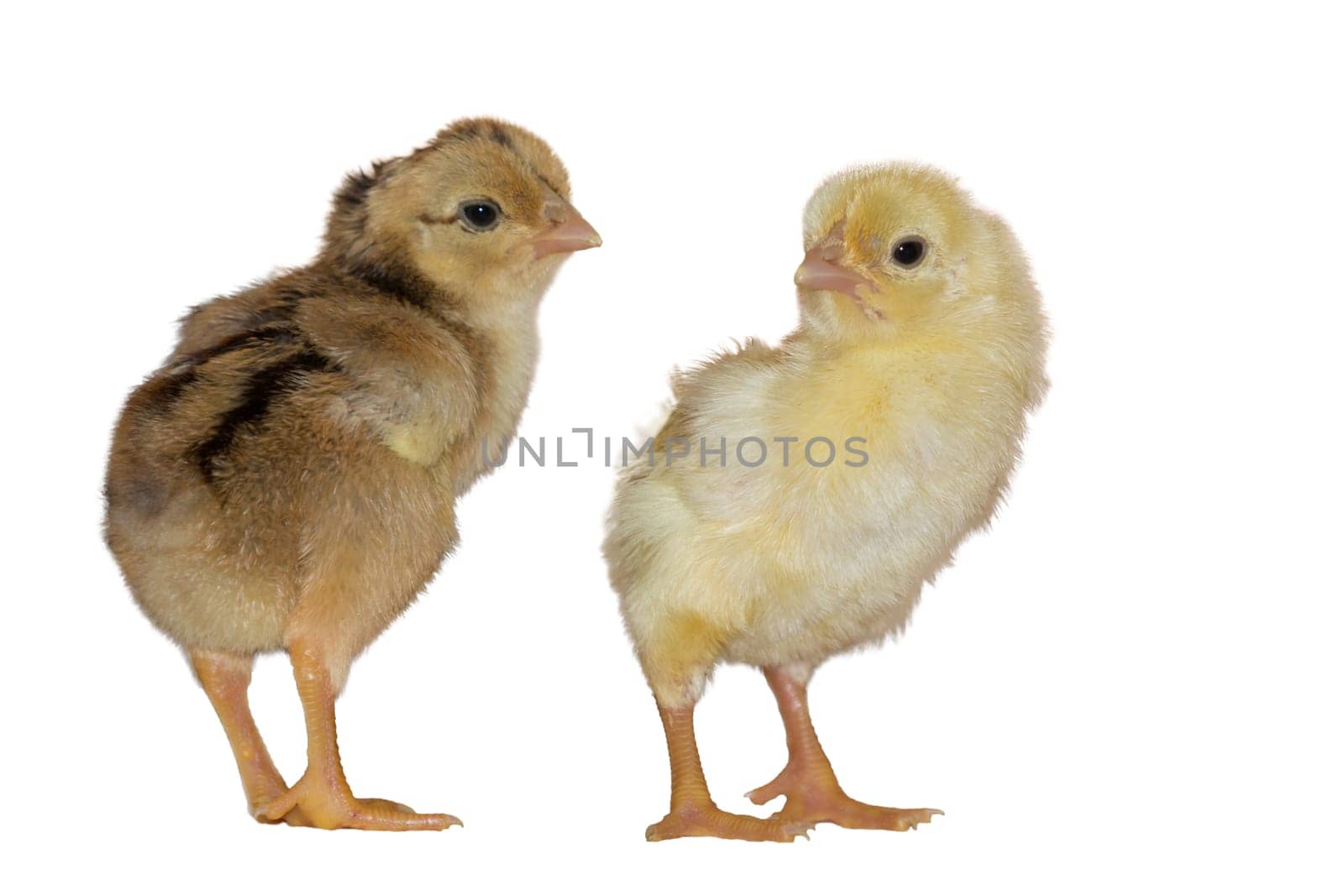 Two newly hatched chicks,isolated against a white background