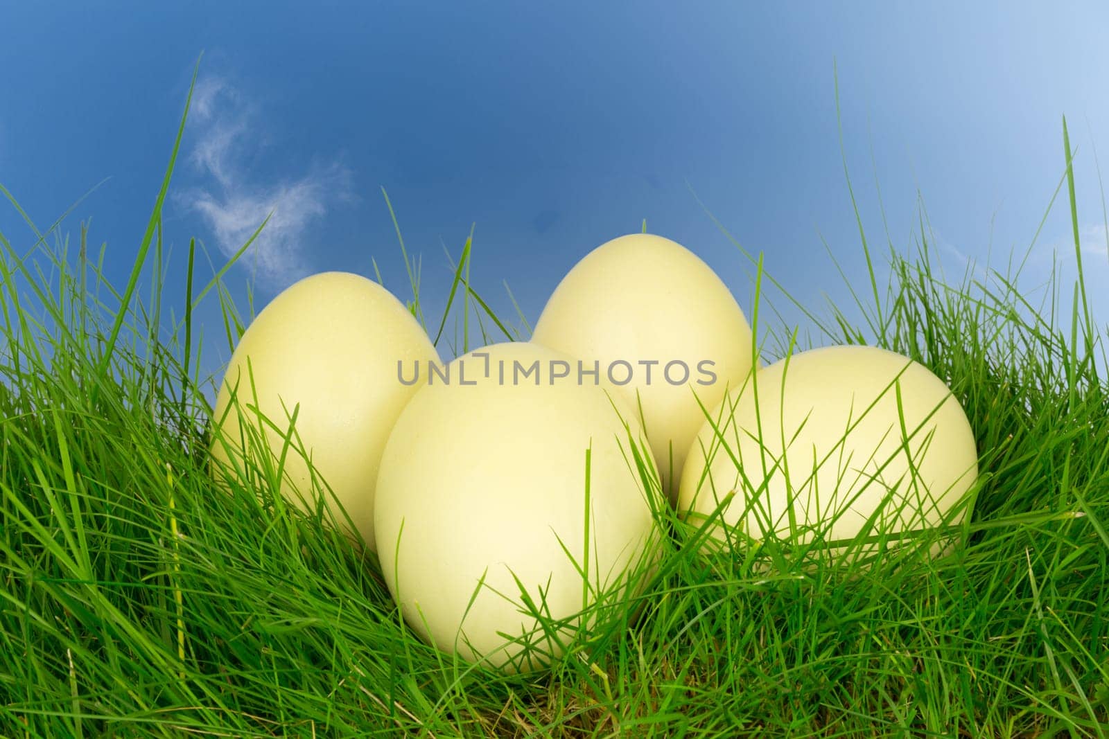 Four Nandu eggs in a meadow