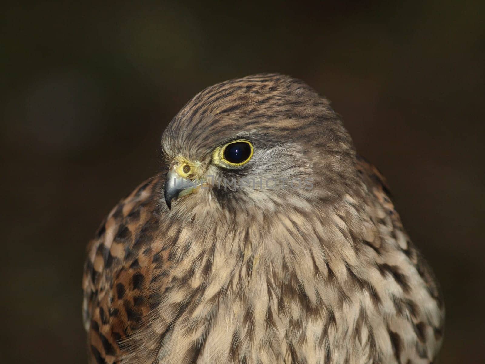 Kestrel