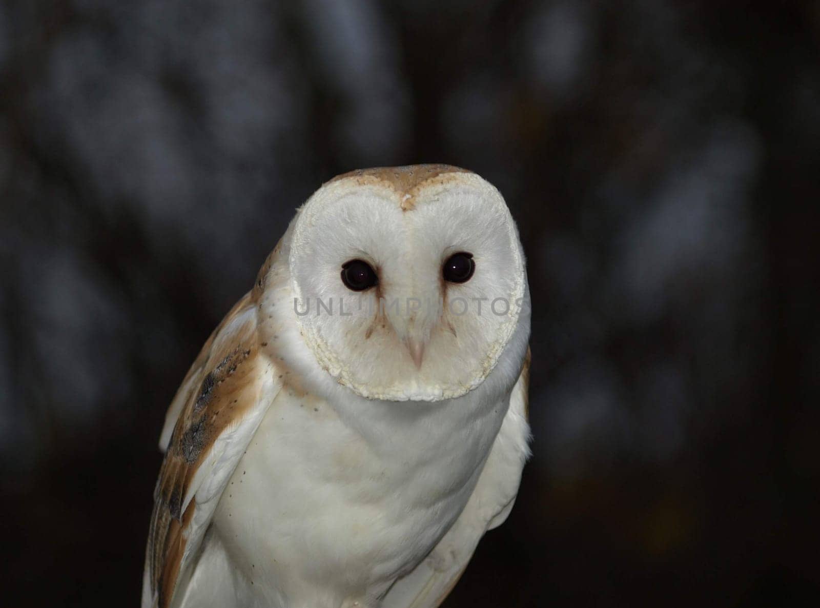 Barn owl