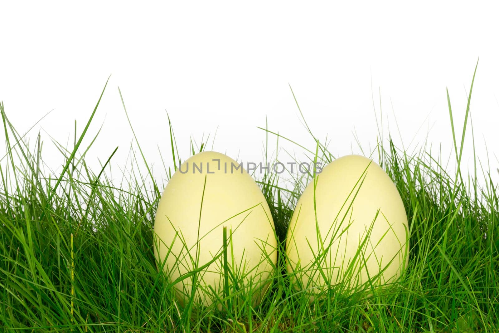 Two Nandu eggs in a meadow
