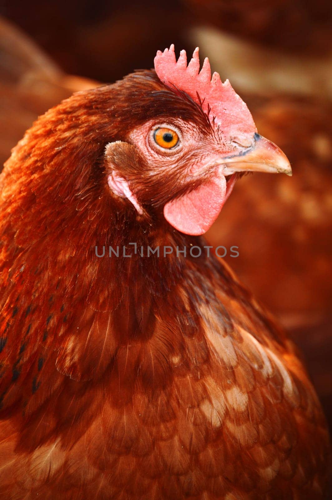 Chickens on traditional free range poultry farm