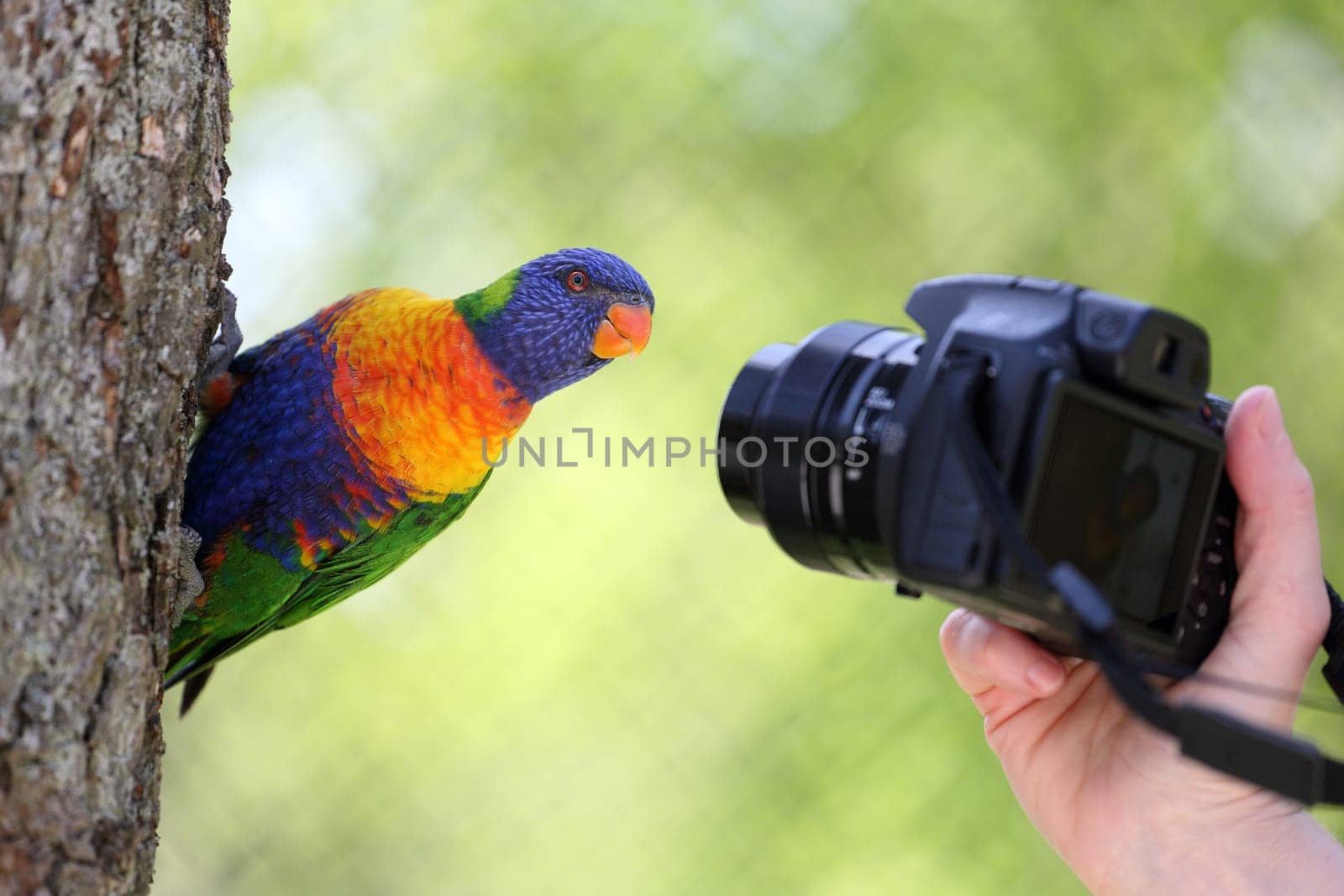 Details of a rainbow lorikeet in front of a camera.