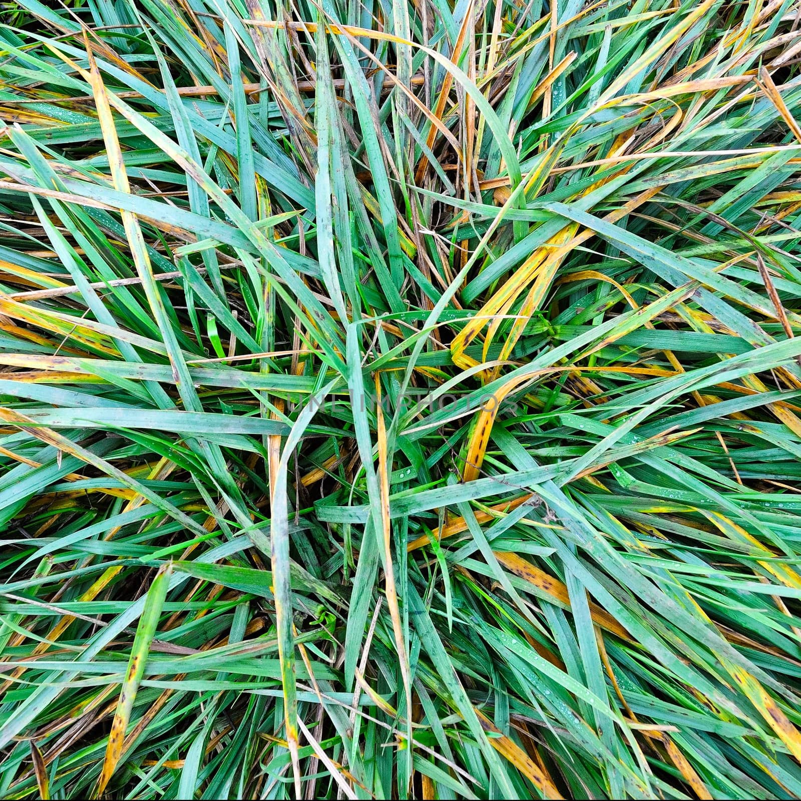Tufts of grass