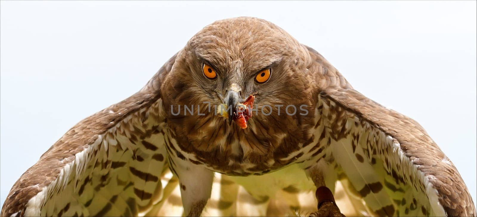 Eastern Imperial Eagle first frontal plane, with a piece of bait in peak