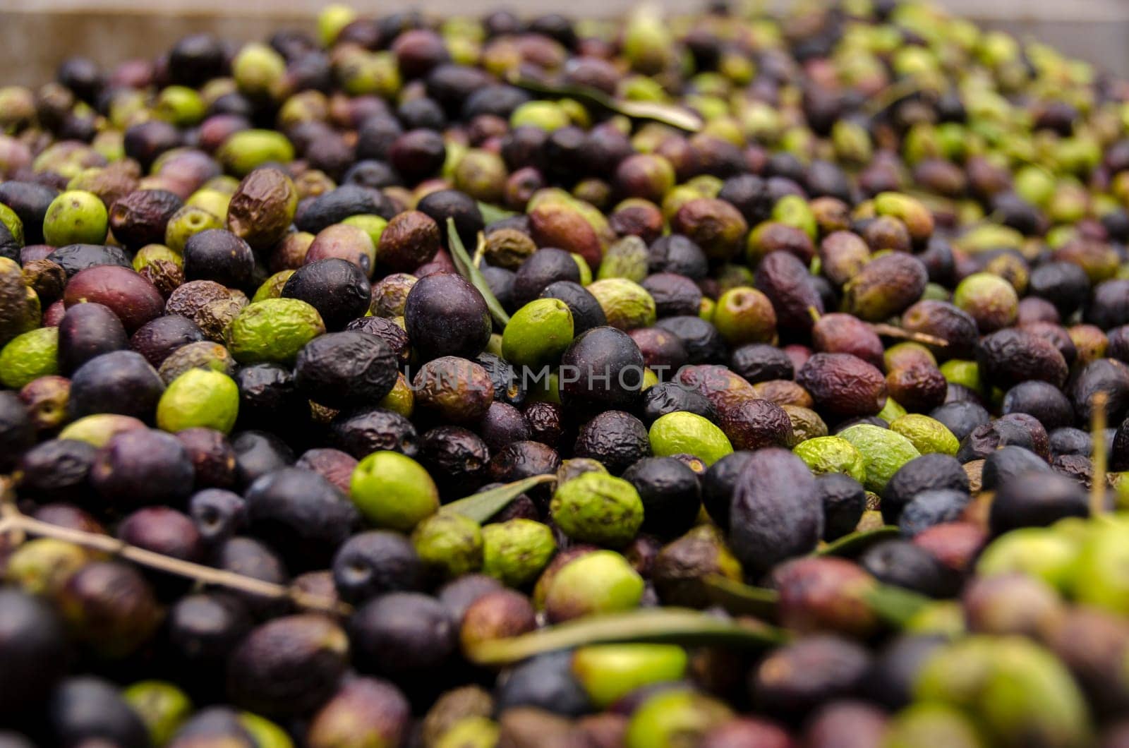 ready for pressing olives in a mill