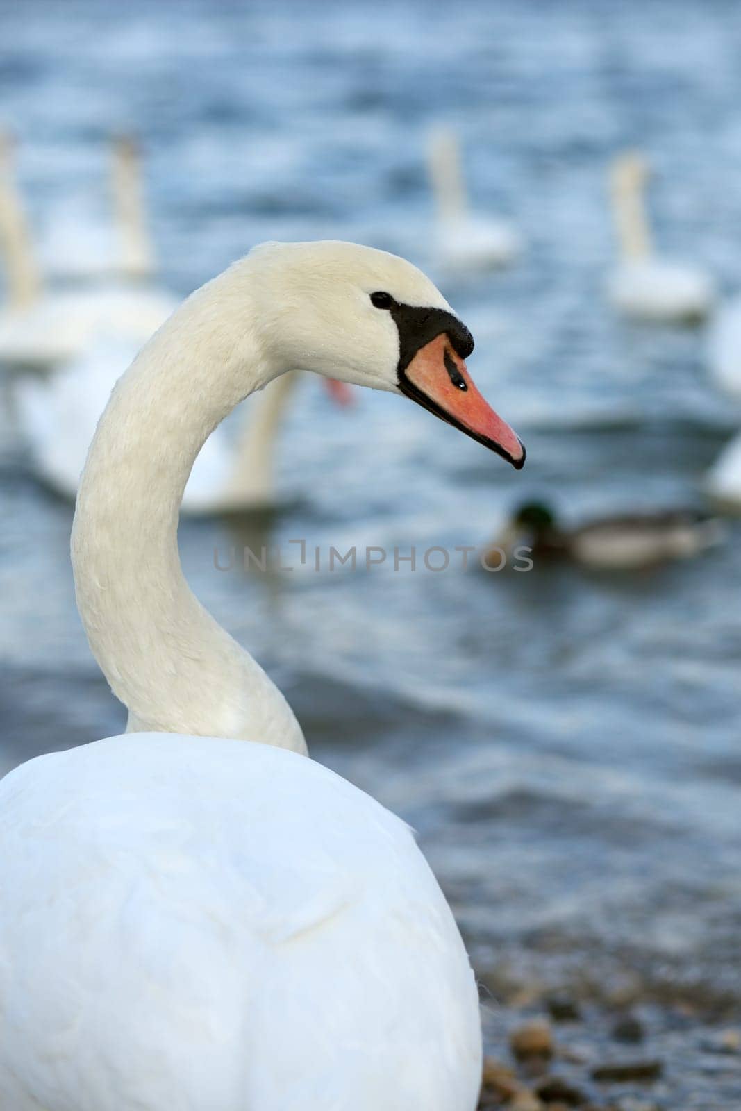Details of a portrait of a swan in nature.