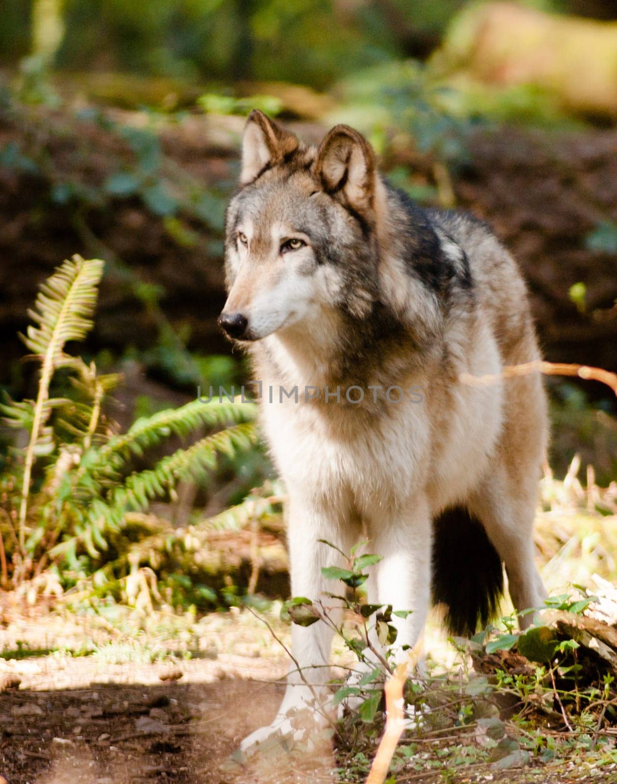 A Wolf stands observing a Squirell climbing a tree close by