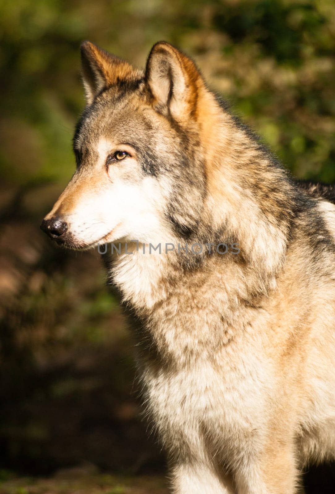 A Wolf stands observing a Squirell climbing a tree close by