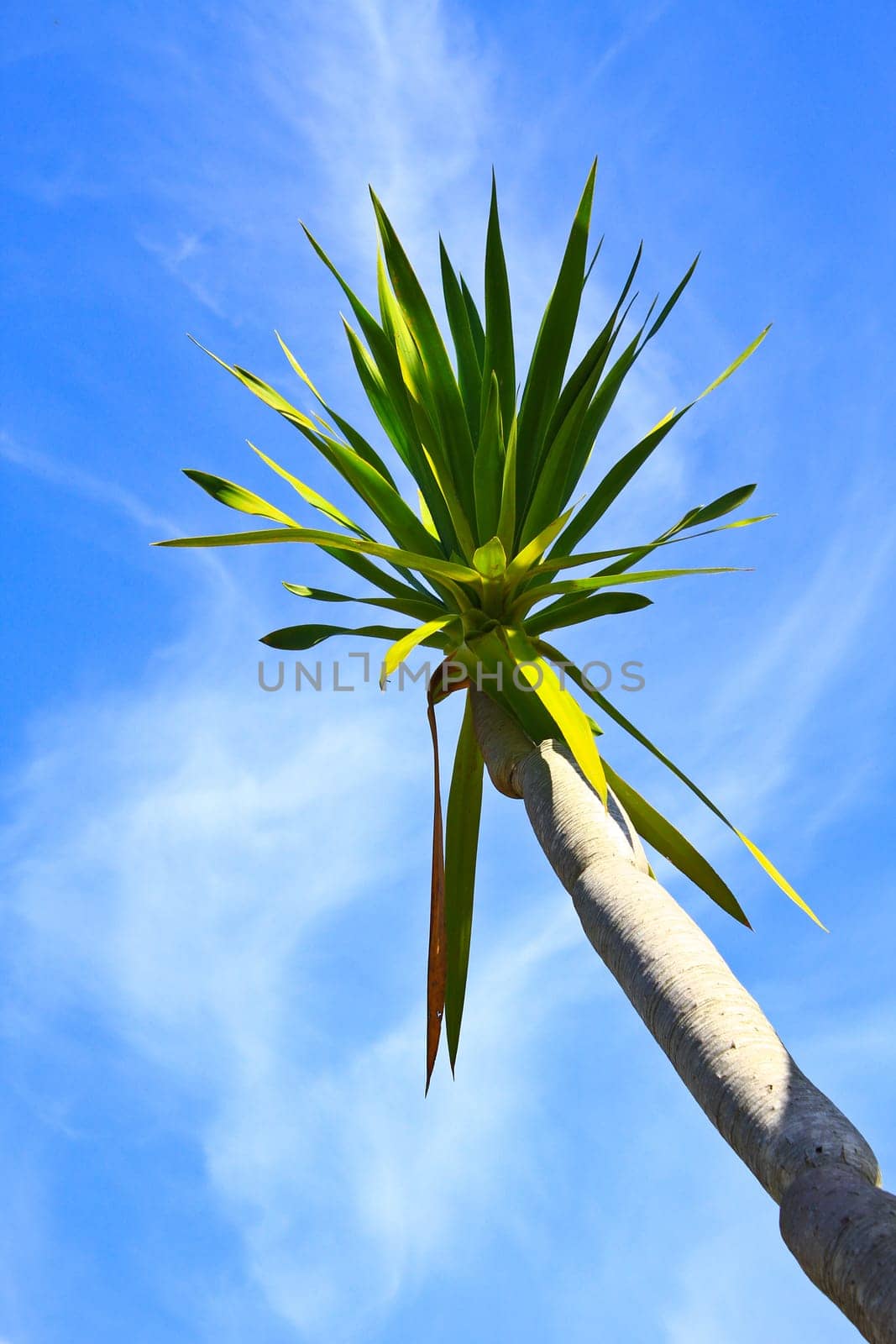 Dracaena tree,  bue sky natural background