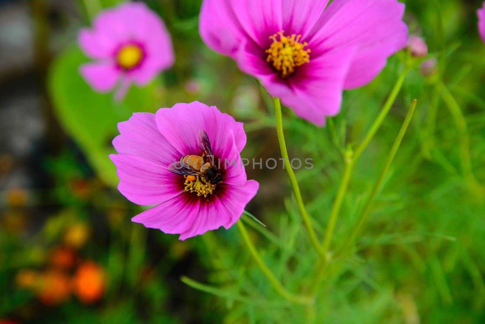 Beautiful Spring flower in the garden - floral background