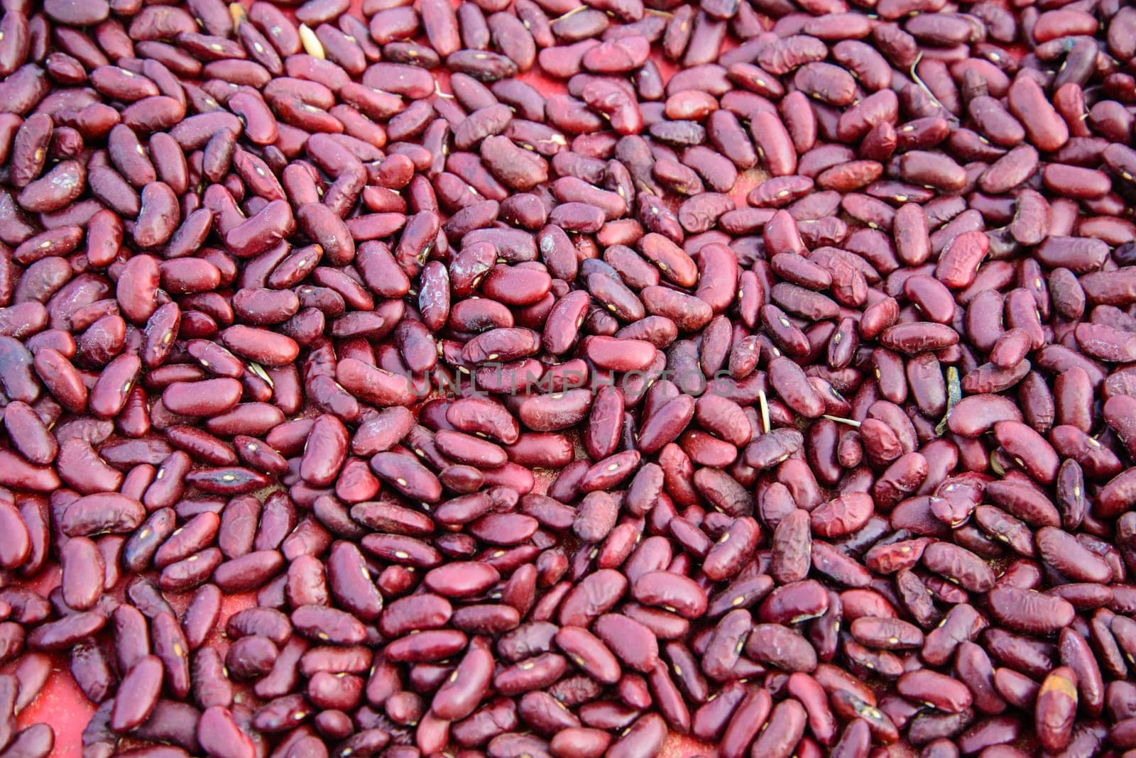 red beans in the garden in Thailand. Background