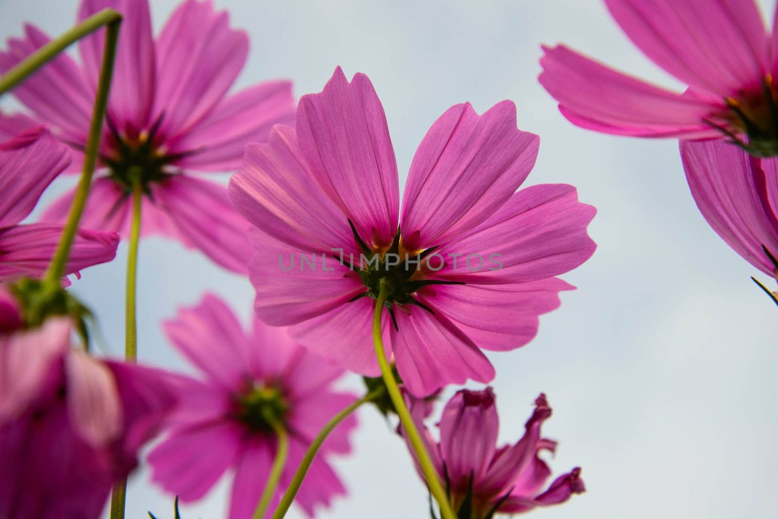 Beautiful Spring flower in the garden - floral background