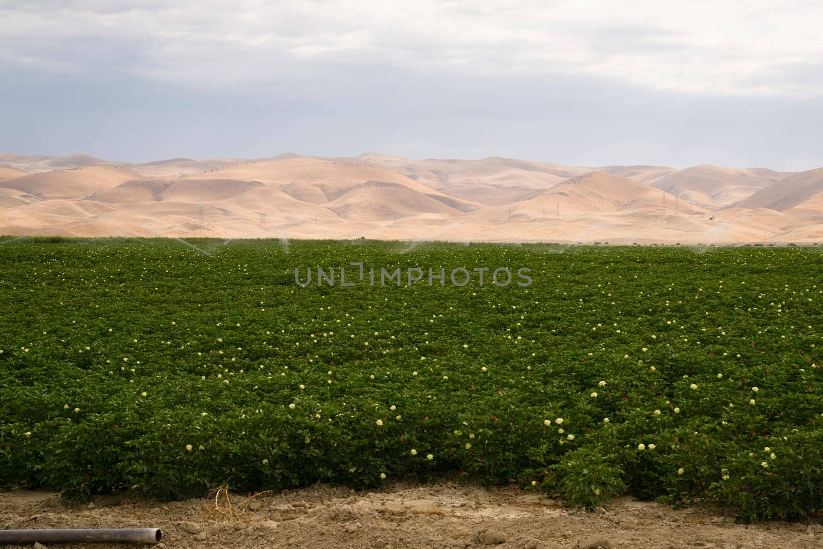 Crops need water in the hat dry Califrnia valley