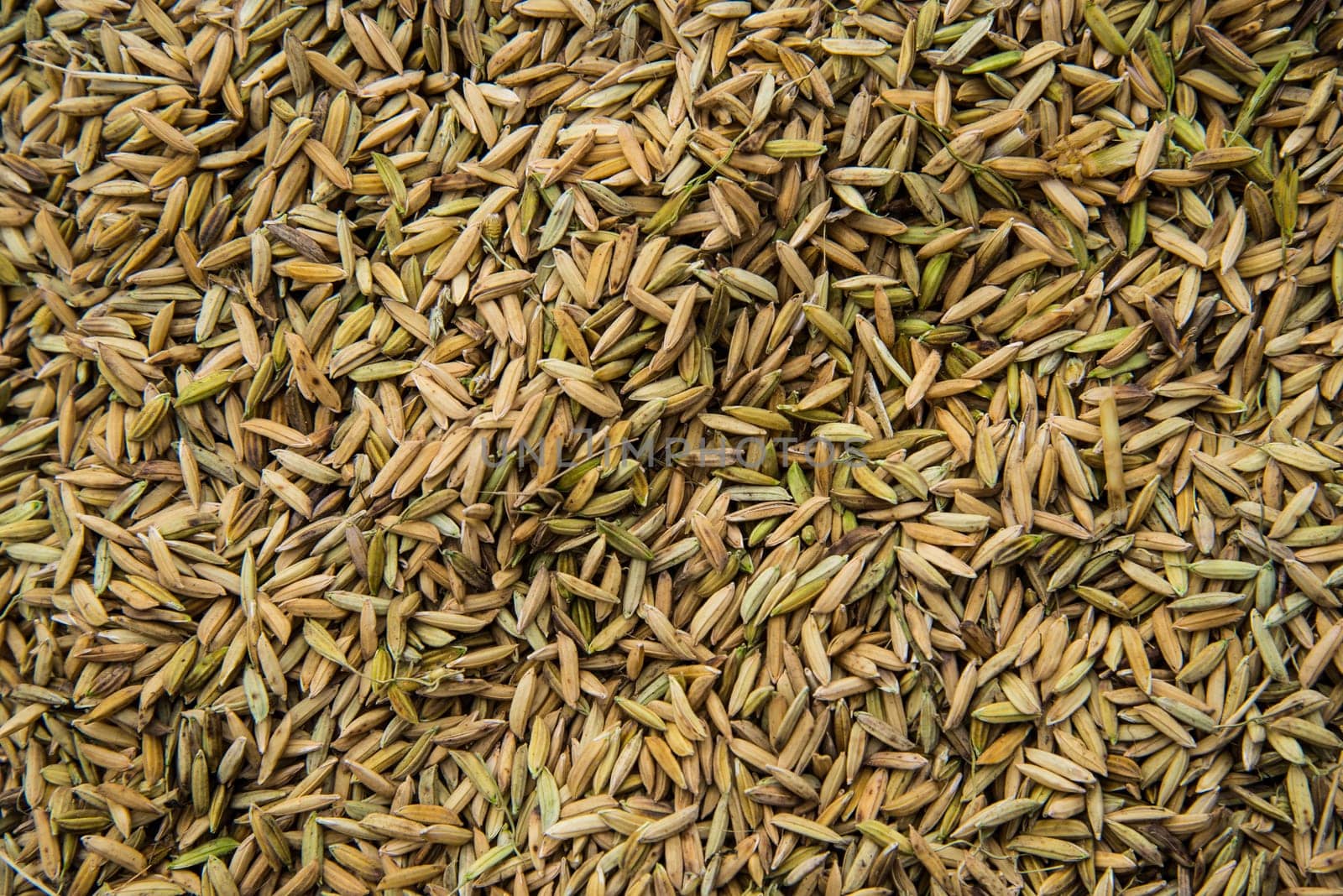 Seamless Tileable Texture of Rice.Paddy in Thailand.