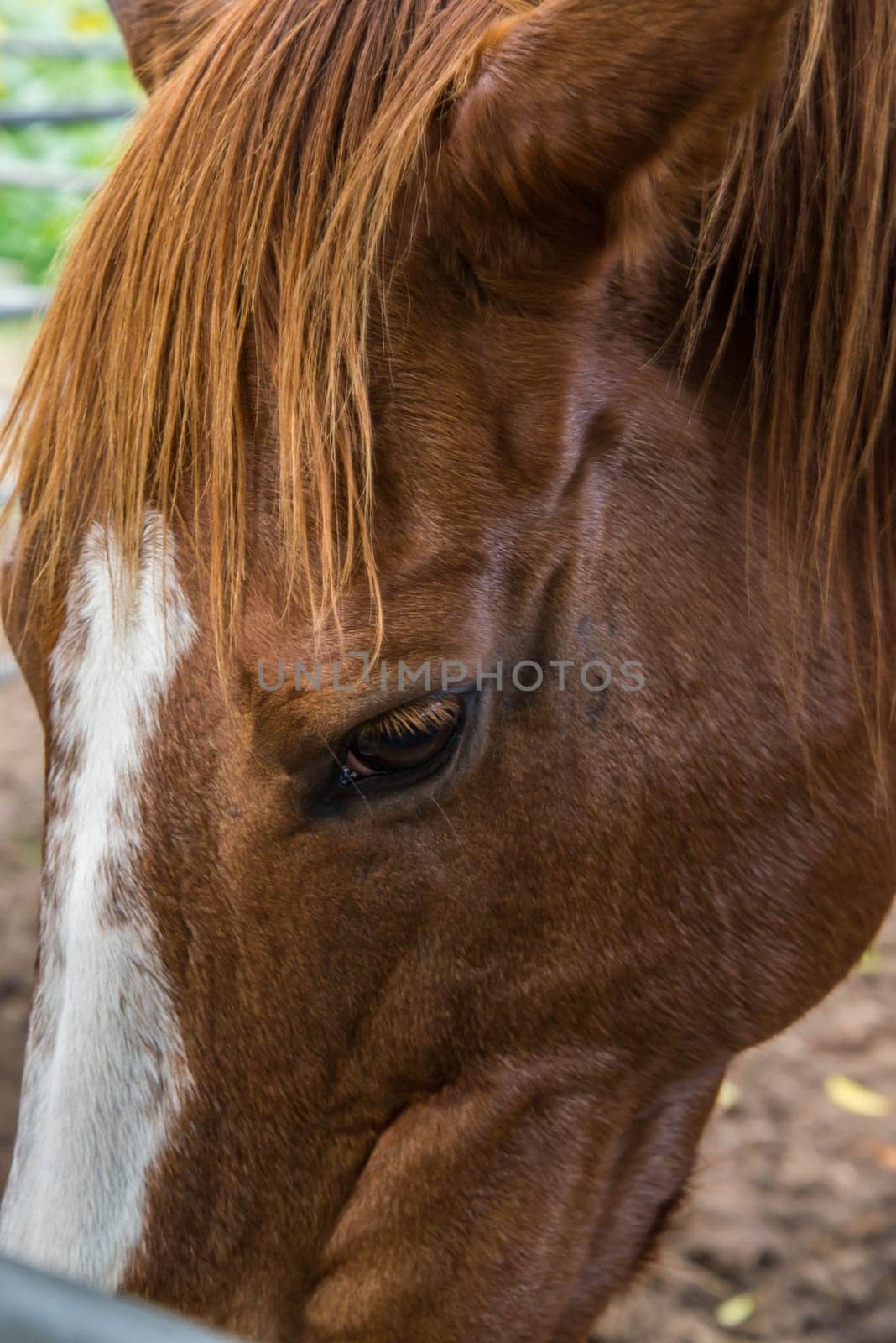 Brown and white horse that is getting a portrait in the field